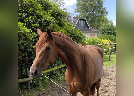 Hanoverian, Mare, 3 years, 16 hh, Chestnut-Red