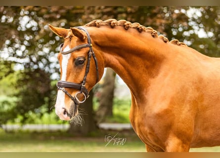 Hanoverian, Mare, 3 years, 16 hh, Chestnut-Red