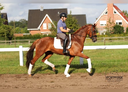 Hanoverian, Mare, 3 years, 16 hh, Chestnut-Red