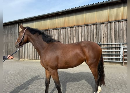 Hanoverian, Mare, 3 years, 16 hh