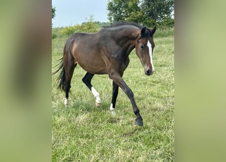 Hanoverian, Mare, 3 years, 16 hh, Smoky-Black