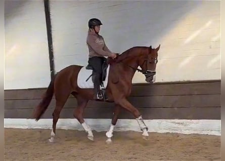 Hanoverian, Mare, 3 years, 16,1 hh, Bay-Dark