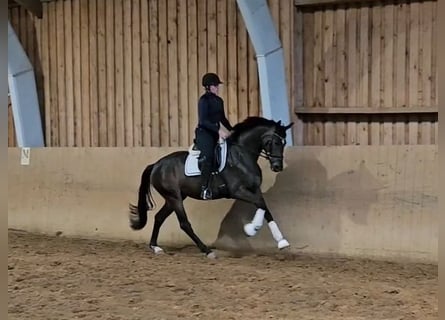 Hanoverian, Mare, 3 years, 16,1 hh, Bay-Dark