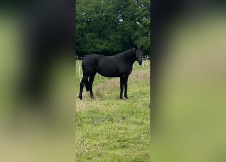 Hanoverian, Mare, 3 years, 16,1 hh, Black