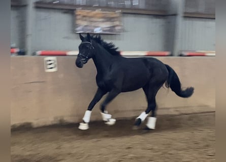 Hanoverian, Mare, 3 years, 16,1 hh, Black