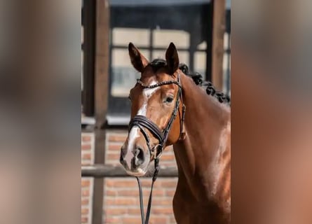 Hanoverian, Mare, 3 years, 16,1 hh, Brown