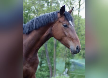 Hanoverian, Mare, 3 years, 16,1 hh, Brown