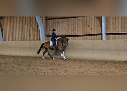 Hanoverian, Mare, 3 years, 16,1 hh, Brown