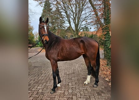 Hanoverian, Mare, 3 years, 16,1 hh, Brown