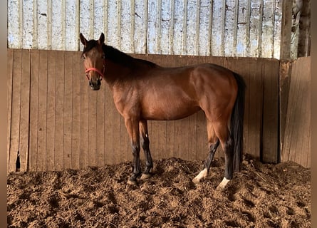 Hanoverian, Mare, 3 years, 16,1 hh, Brown