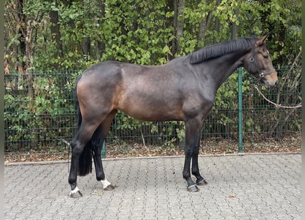 Hanoverian, Mare, 3 years, 16,1 hh, Brown