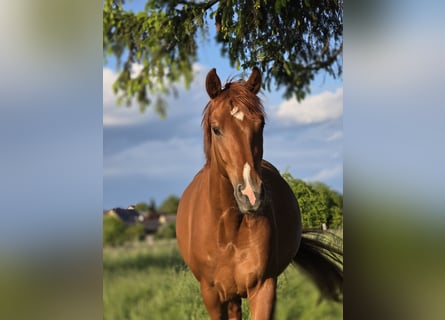 Hanoverian, Mare, 3 years, 16,1 hh, Chestnut-Red