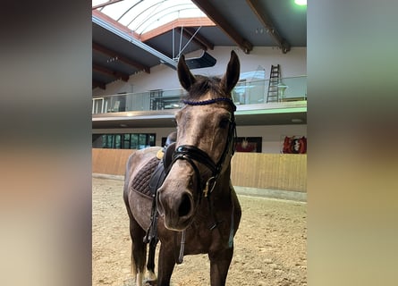 Hanoverian, Mare, 3 years, 16,1 hh, Grey