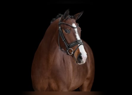 Hanoverian, Mare, 3 years, 16,2 hh, Bay-Dark