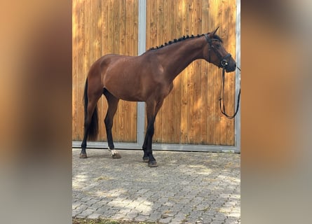 Hanoverian, Mare, 3 years, 16,2 hh, Brown