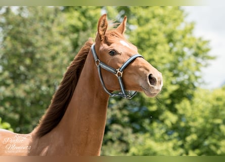 Hanoverian, Mare, 3 years, 16,2 hh, Chestnut
