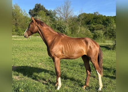 Hanoverian, Mare, 3 years, 16,2 hh, Chestnut-Red