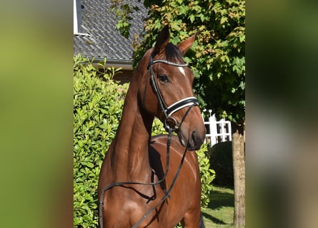 Hanoverian, Mare, 3 years, 16,3 hh, Bay-Dark