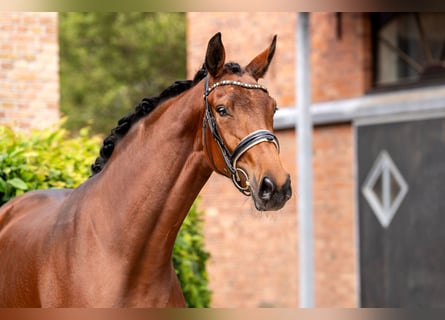 Hanoverian, Mare, 3 years, 16,3 hh, Brown