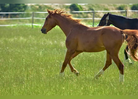 Hanoverian, Mare, 3 years, 16,3 hh
