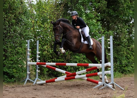 Hanoverian, Mare, 3 years, 17 hh, Bay-Dark