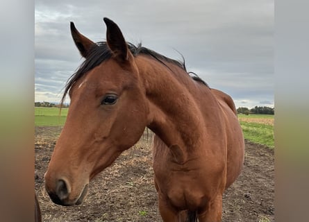 Hanoverian, Mare, 3 years, 17 hh, Brown