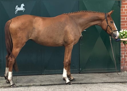 Hanoverian, Mare, 3 years, 17 hh, Chestnut-Red