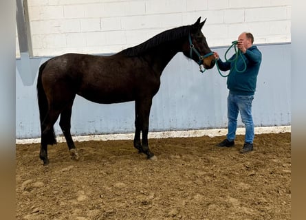Hanoverian, Mare, 3 years, Bay-Dark