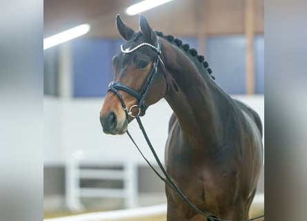 Hanoverian, Mare, 3 years, Bay-Dark