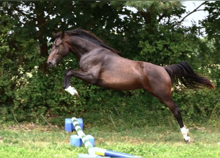 Hanoverian, Mare, 3 years, Bay-Dark