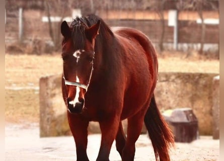 Hanoverian, Mare, 3 years, Brown