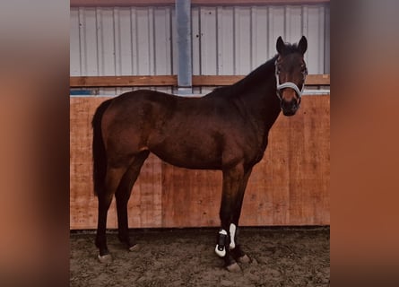 Hanoverian, Mare, 3 years, Brown