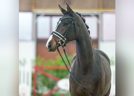 Hanoverian, Mare, 3 years, Brown