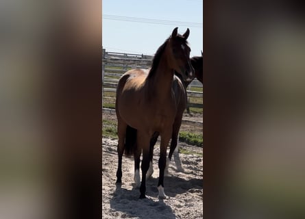 Hanoverian, Mare, 3 years, Brown