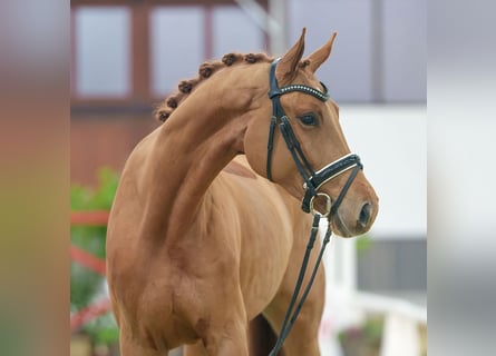 Hanoverian, Mare, 3 years, Chestnut-Red