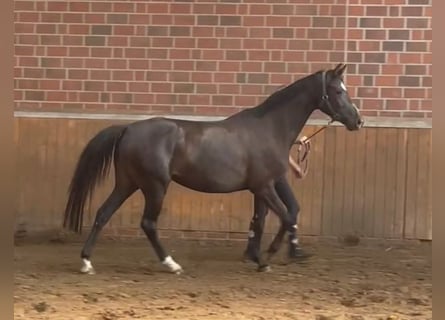 Hanoverian, Mare, 4 years, 15.1 hh, Brown