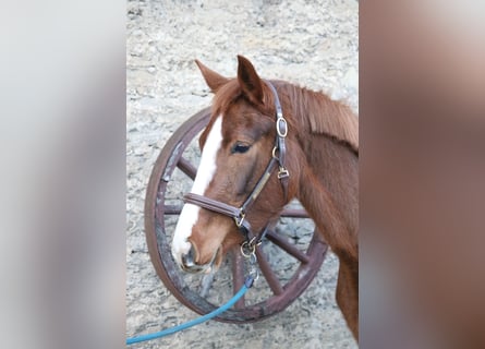 Hanoverian, Mare, 4 years, 15,1 hh, Chestnut-Red