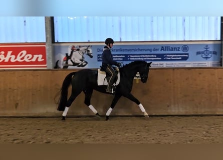 Hanoverian, Mare, 4 years, 15,2 hh, Black