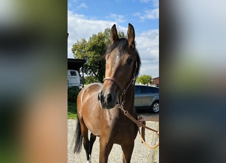 Hanoverian, Mare, 4 years, 15.2 hh, Brown