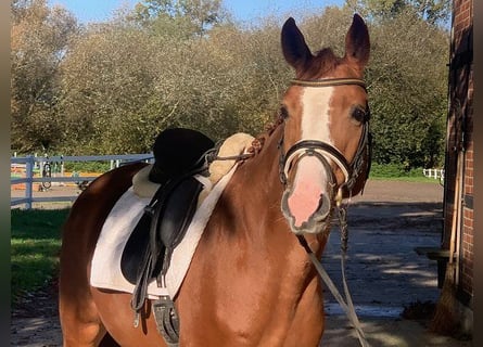 Hanoverian, Mare, 4 years, 15,2 hh, Chestnut-Red