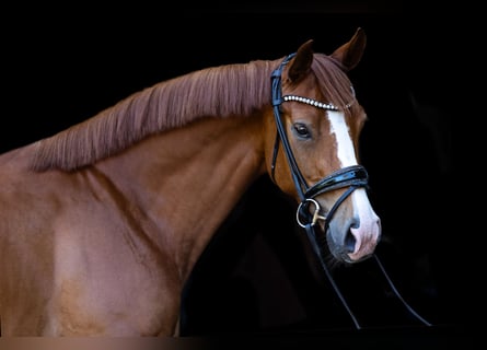 Hanoverian, Mare, 4 years, 15,2 hh, Chestnut-Red