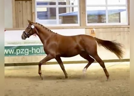 Hanoverian, Mare, 4 years, 15,2 hh, Chestnut-Red