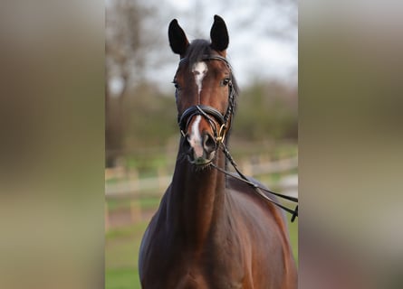 Hanoverian, Mare, 4 years, 15.3 hh, Brown