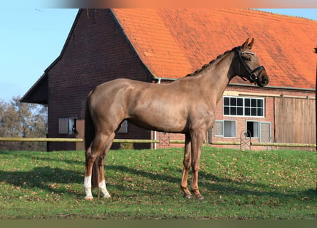 Hanoverian, Mare, 4 years, 15,3 hh, Chestnut