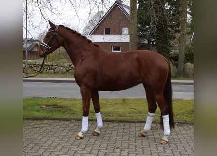 Hanoverian, Mare, 4 years, 15.3 hh, Chestnut-Red