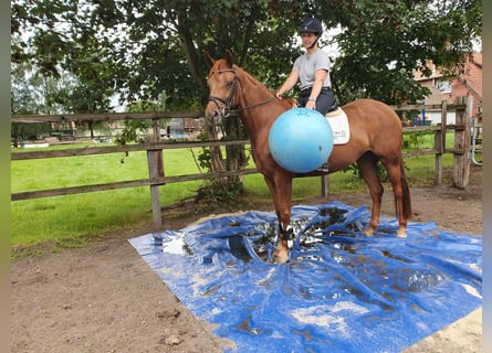 Hanoverian, Mare, 4 years, 15,3 hh, Chestnut-Red