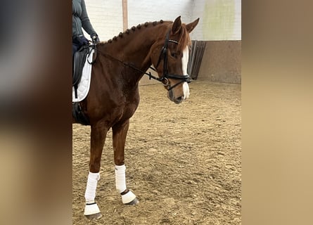 Hanoverian, Mare, 4 years, 15,3 hh, Chestnut-Red