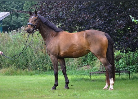 Hanoverian, Mare, 4 years, 15,1 hh, Brown