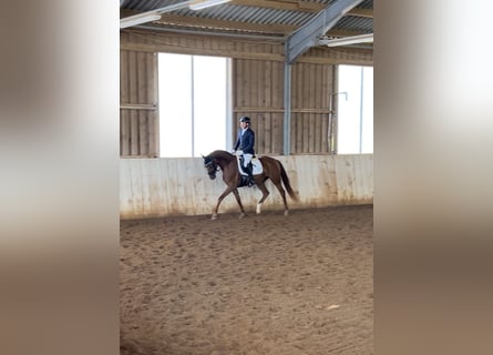Hanoverian, Mare, 4 years, 15,2 hh, Chestnut-Red