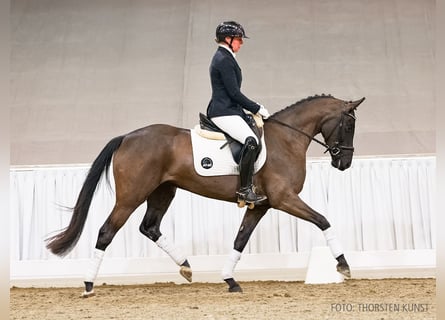 Hanoverian, Mare, 4 years, 15,3 hh, Black